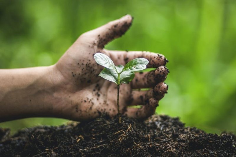 Groupe Y Nexia organise des vœux solidaire pour Horizon bocage, Jeune pousse fraichement planter dans la terre avec les mains.